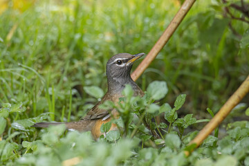 Nature wildlife image of Eyebrow thrush bird on nature jungle
