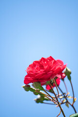 들장미와 하늘과 카피공간