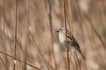 Small bird in the high reeds