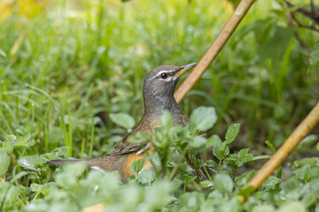 Nature wildlife image of Eyebrow thrush bird on nature jungle