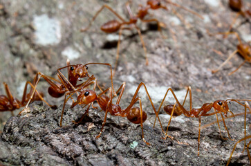 Close up small red ants on brown dry twig