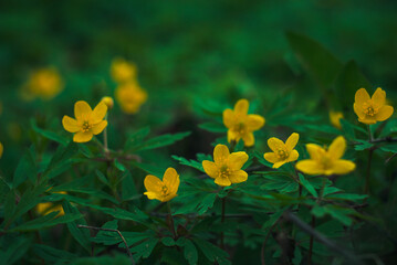 Żółte kwiaty wiosną 