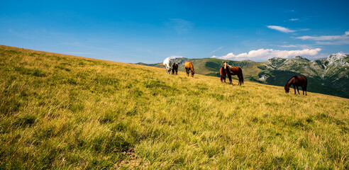 Wild horses feeding on mountain meadow bellow Oslea hill in Valcan mountains with peaks of Godeanu...