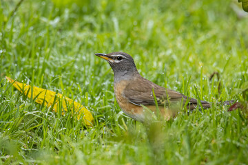 Nature wildlife image of Eyebrow thrush bird on nature jungle