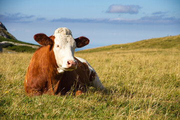 Cow lying in a meadow in the alp mountains on a summer day, .Puchberg am Schneeberg, Nieder&ouml;sterreich, Austria