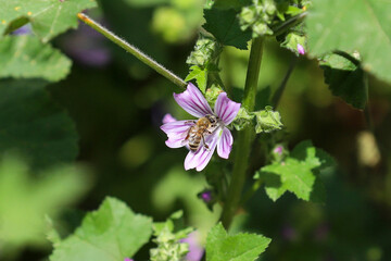Honey bee is collecting pollen from flower. Bee on a flower.