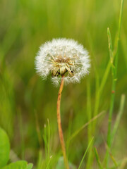 Closeup of a beautiful white dandelion in a green field of grass, Romania