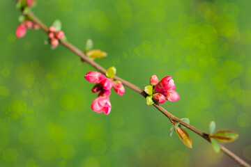 Beautiful branch of a cherry tree on a green background, Bucharest, Romania