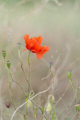 Closeup of a beautiful red poppy flower in a field, Dobrogea, Romania