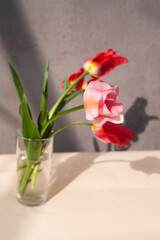Colorful pink tulips bouquet in water glass on wooden table. Vertical orientation