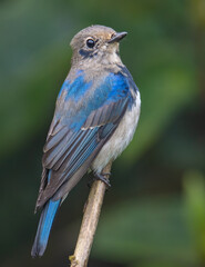 Juvenile Blue-and-white Flycatcher, Japanese Flycatcher male blue and white color perched on a tree