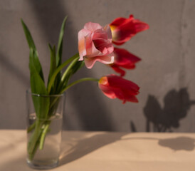 Colorful pink tulips bouquet in water glass on wooden table. 