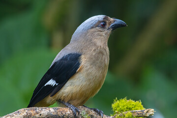 Nature wildlife image of beautiful huge bird Bornean Treepie (Dendrocitta Cinerascen) known also endemic to Borneo Island