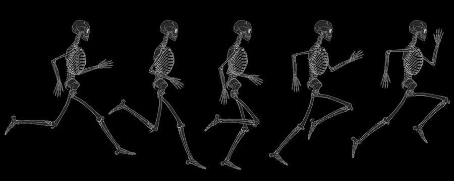 X-Ray View Of The Running Cycle Of Human Skeleton Vector Drawing