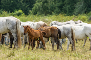 Obraz na płótnie Canvas Beautiful Lipizzaner horses with their foals, stud farm, Sambata de jos, Fagaras, Romania