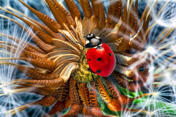 Extreme macro shots, Beautiful ladybug on flower leaf defocused background.