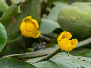 Beautiful yellow waterlilies with green leaves, Parches, Romania