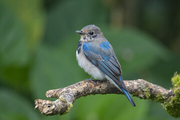 Juvenile Blue-and-white Flycatcher, Japanese Flycatcher male blue and white color perched on a tree