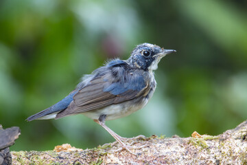 Juvenile Blue-and-white Flycatcher, Japanese Flycatcher male blue and white color perched on a tree
