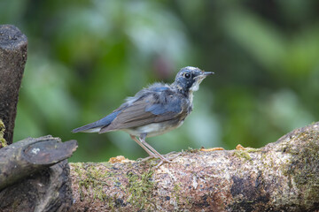 Juvenile Blue-and-white Flycatcher, Japanese Flycatcher male blue and white color perched on a tree
