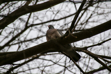 Photo of a wild bird in a wood pigeon