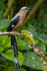 Nature wildlife image of beautiful huge bird Bornean Treepie (Dendrocitta Cinerascen) known also endemic to Borneo Island