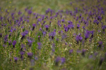 Fototapeta premium Flora of Gran Canaria - Leopoldia comosa, tassel hyacinth natural macro floral background 
