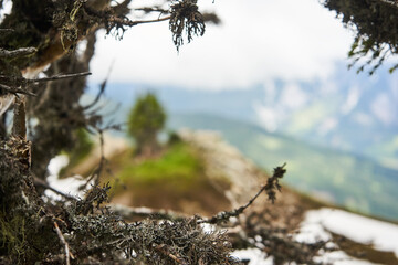 Flechten in den Bergen