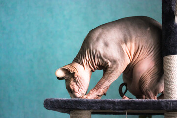 Canadian Sphynx cat is playing with something, sitting on a scratching post.