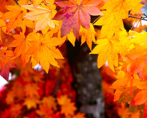 beautiful orange maple leaves texture 