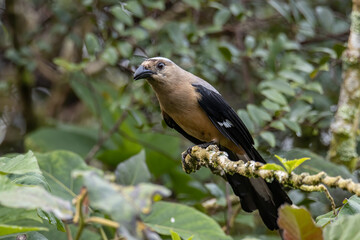 Nature wildlife image of beautiful huge bird Bornean Treepie (Dendrocitta Cinerascen) known also endemic to Borneo Island