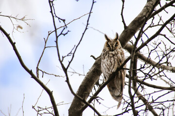 Photo of an owl on a tree
