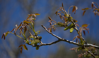 Flora of Gran Canaria -  flowers of Juglans regia, Persian walnut, introduced species in Canaries, natural macro floral background
