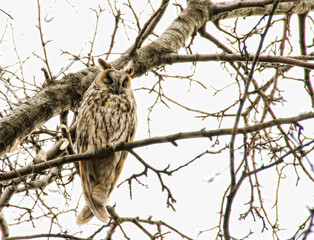 Photo of an owl on a tree