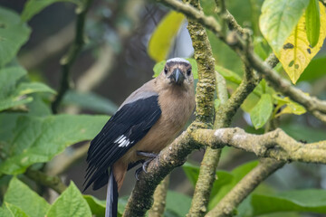 Nature wildlife image of beautiful huge bird Bornean Treepie (Dendrocitta Cinerascen) known also endemic to Borneo Island