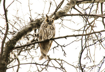 Spring owl sitting on a branch
