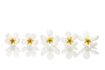 Pear flowers in a row on a white background with reflection.