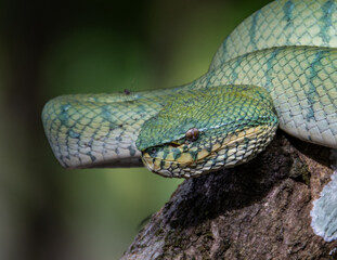 A very venomous and endemic snake Sabah Pit Viper Bornean Keeled Pit Vipe with nature green background