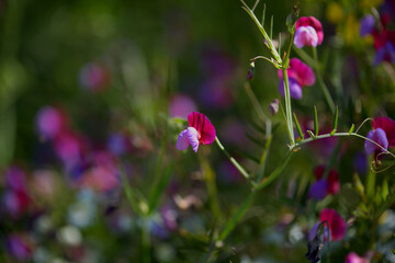Flora of Gran Canaria - Lathyrus clymenum,  Spanish vetchling natural macro floral background
