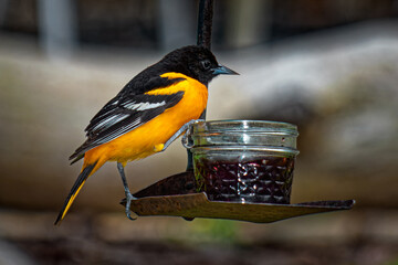 Male Baltimore Oriole eats grape jelly from the feeder in our yard. Windsor in Broome County in...