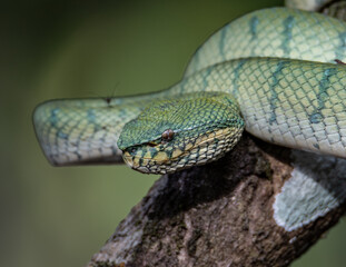 A very venomous and endemic snake Sabah Pit Viper Bornean Keeled Pit Vipe with nature green background