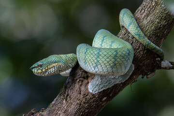 A very venomous and endemic snake Sabah Pit Viper Bornean Keeled Pit Vipe with nature green background