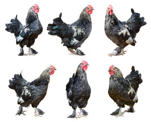bantam rooster, set of small variety of fowl, black and white with blueish feathers ornamental breed shot in different angles, male chicken bird isolated in white background