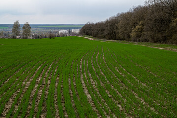 Fototapeta na wymiar Rural landscape with wheat field, green spring field 
