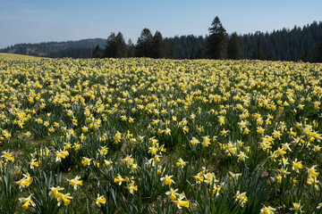 Fototapeta premium Yellow Daffodils flower field in the sunlight