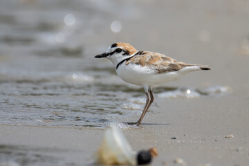 Nature wildlife image of Malaysian plover is a small wader that nests on beaches and salt flats in Southeast Asia.