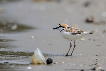 Nature wildlife image of Malaysian plover is a small wader that nests on beaches and salt flats in Southeast Asia.