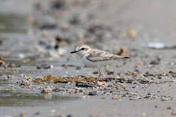Nature wildlife image of Malaysian plover is a small wader that nests on beaches and salt flats in Southeast Asia.