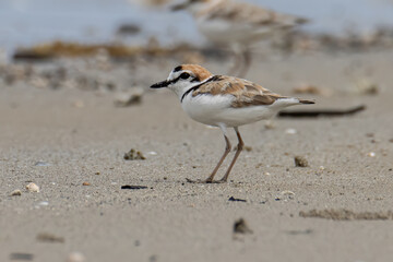 Nature wildlife image of Malaysian plover is a small wader that nests on beaches and salt flats in Southeast Asia.
