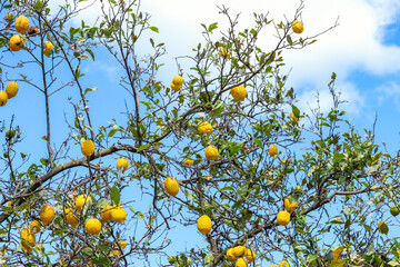Growing lemons on a tree. Bunches of fresh yellow ripe lemons on lemon tree branches.